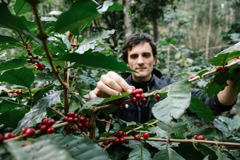 Coffee farmer carefully harvesting red coffee cherries