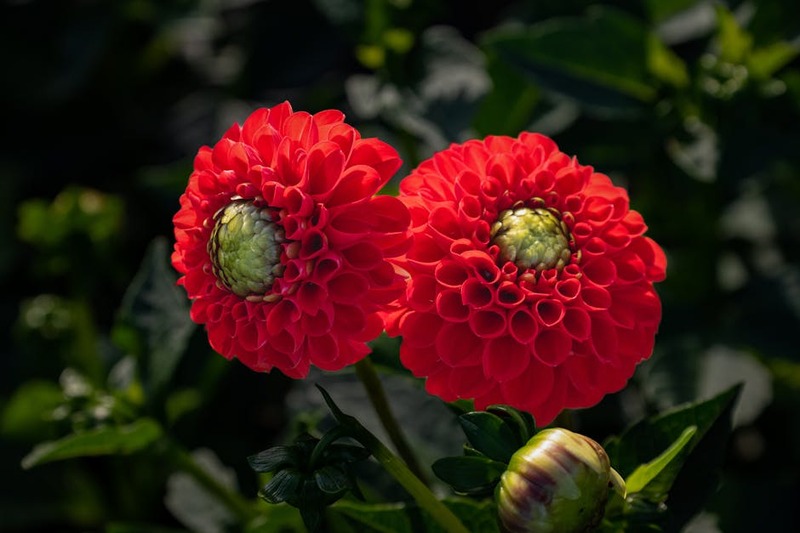 Eine Gruppe von Abenteurern entdeckt eine leuchtende Blume in einem vergessenen Tempel